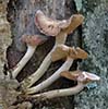 Armillaria-tabescens.